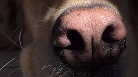 狗狗鼻头不黑的原因,狗狗黑鼻头