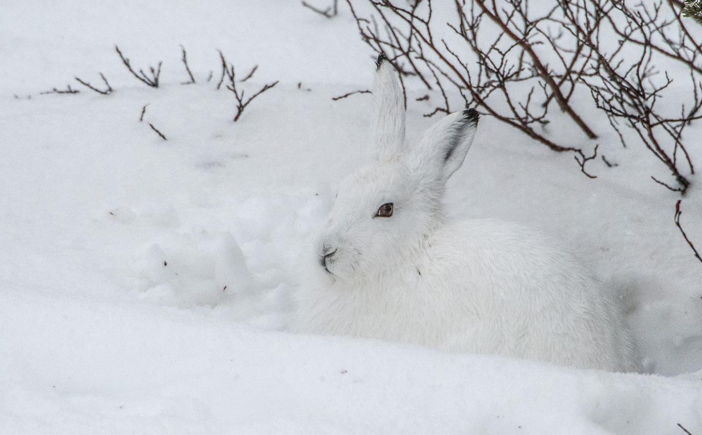 不是每只兔子都像澳大利亚野兔般“好命”，生存的艰辛，北极兔懂