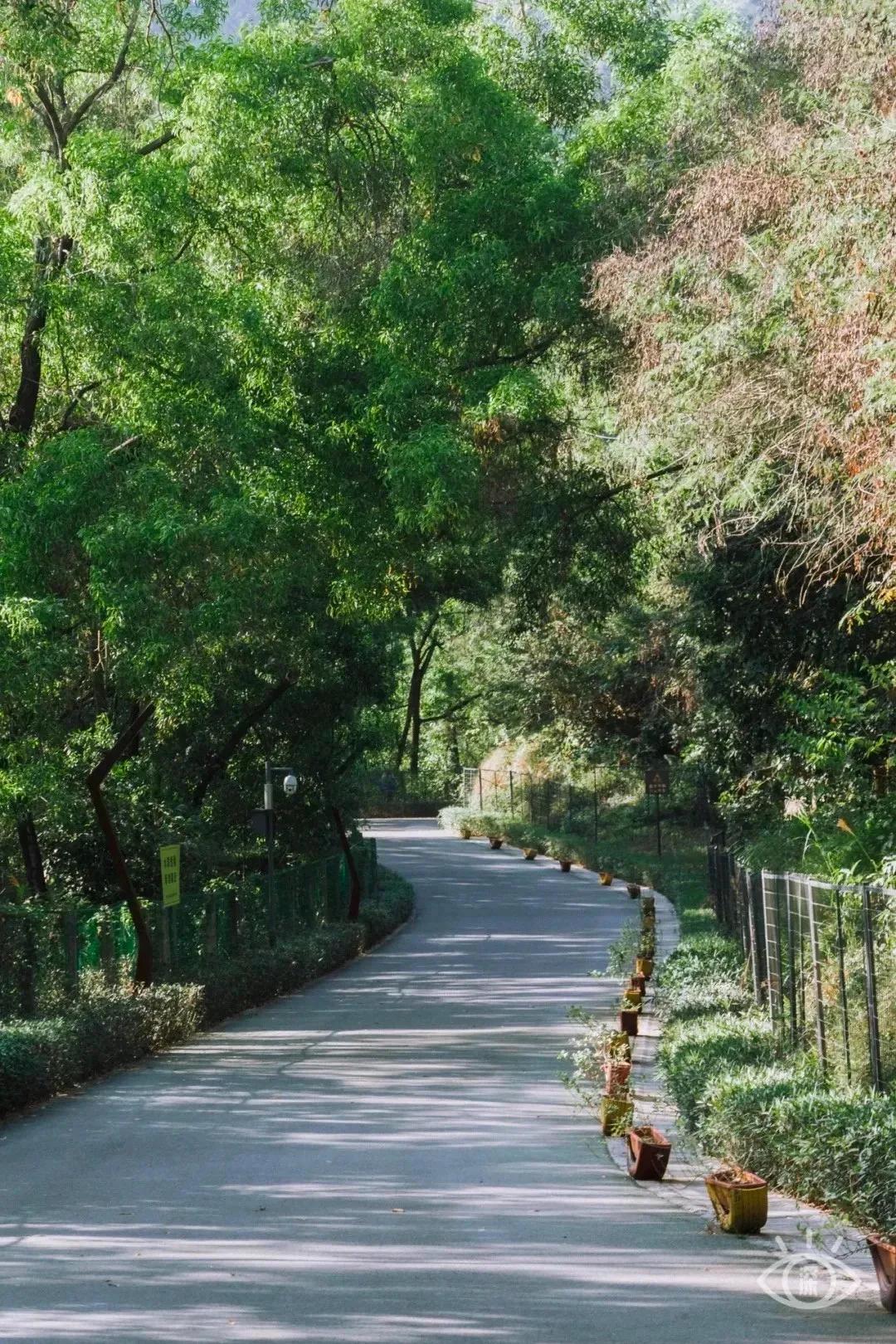 深圳这10条绿道你去过没,深圳十大绿道排行榜