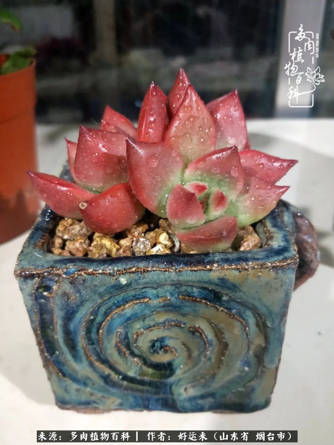 世上怎么会有这么可爱的生物,这世上怎么会有那么可爱的小可爱