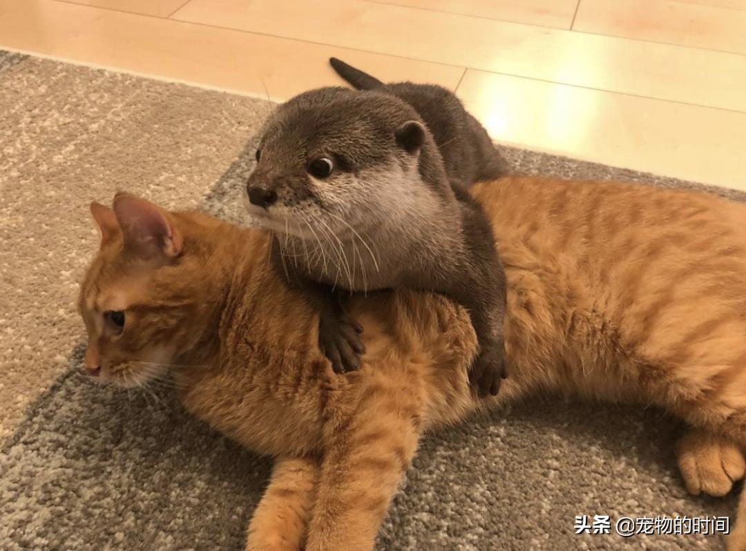 水獭宠物容易养吗视频,水獭宝宝可以当宠物吗