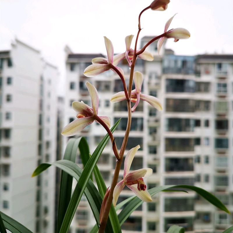 兰花黑斑病,试试这样防治,简单好用