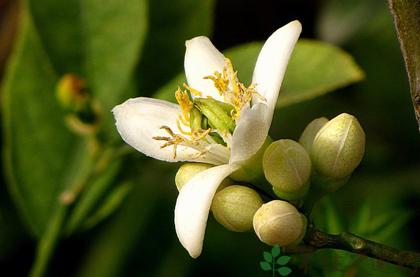 佛手能解胃脘不舒吗,疏肝解郁的中药材佛手