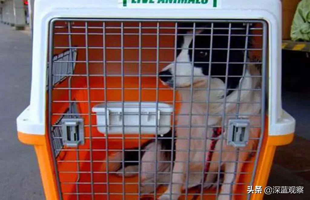 可以体验买买买的游戏,买买买的游戏