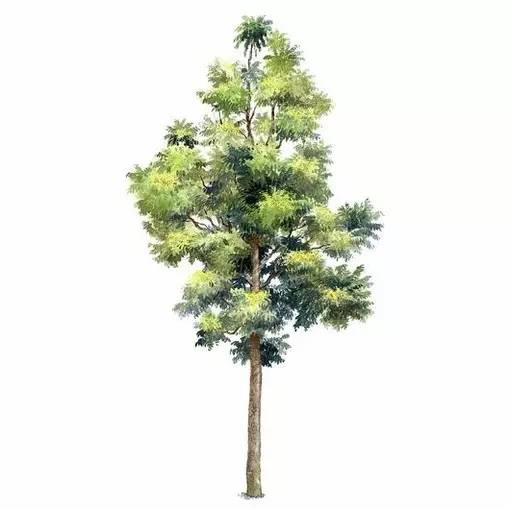 十种不同树叶的画法,五种不同树木的画法简单的