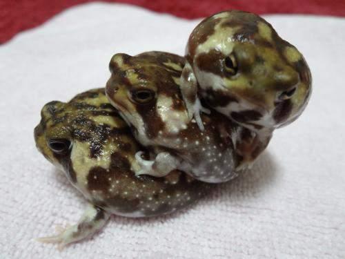 馒头蛙蝌蚪,馒头蛙蝌蚪形态