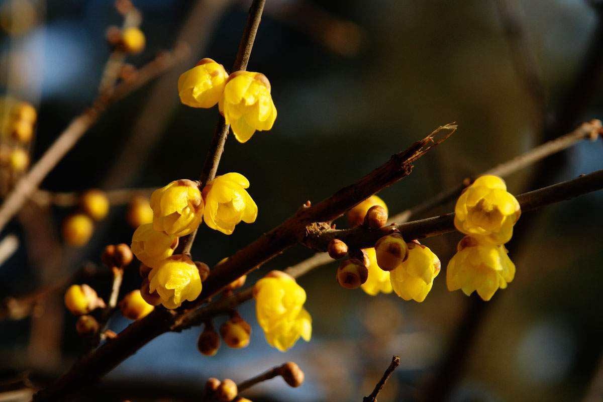 腊梅赏梅,腊梅观赏季节和观赏特点