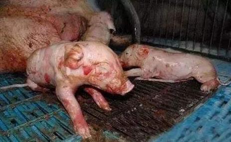 母猪产死胎黑胎什么原因,怎么从母猪产死胎判断猪病