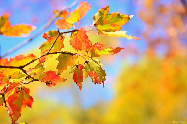 写给秋天思念一个人的暖心句,秋天的思念之情