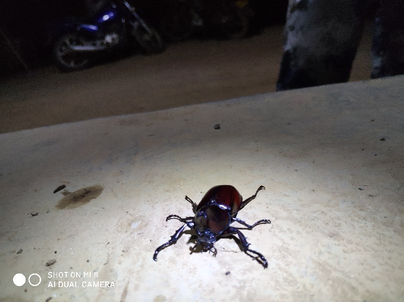 千里打疫苗，狂口大罗非