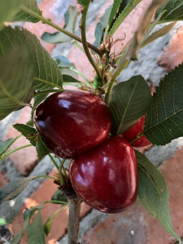 大樱桃和车厘子是一个品种吗,大樱桃为什么叫车厘子