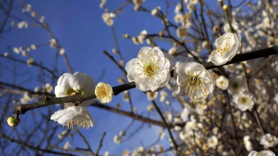 pick国花评选,国花评选活动