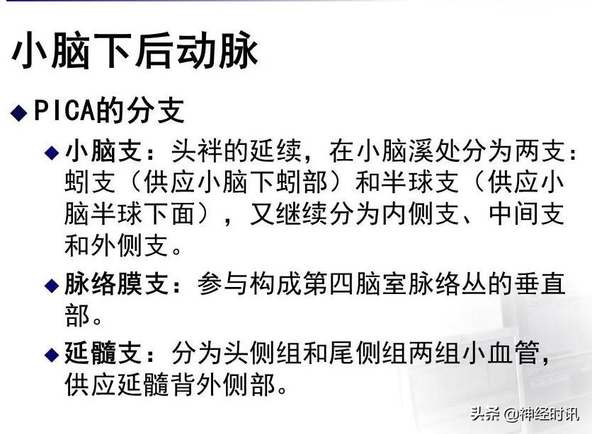 脑动脉解剖学讲解,基底节区脑血管解剖