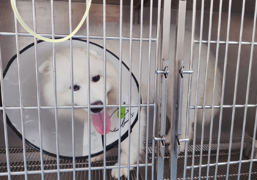 狗狗息肉不明显需要处理吗,狗狗眼睛长了息肉保守治疗