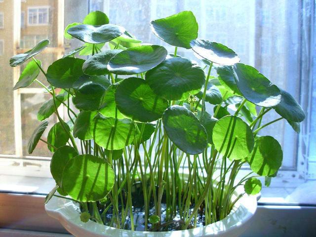 这3种花尽量不要碰水,一年四季不死的十种花水养