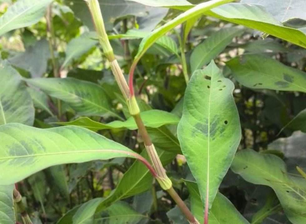 神奇的辣蓼草,辣蓼草为什么可以醉鱼