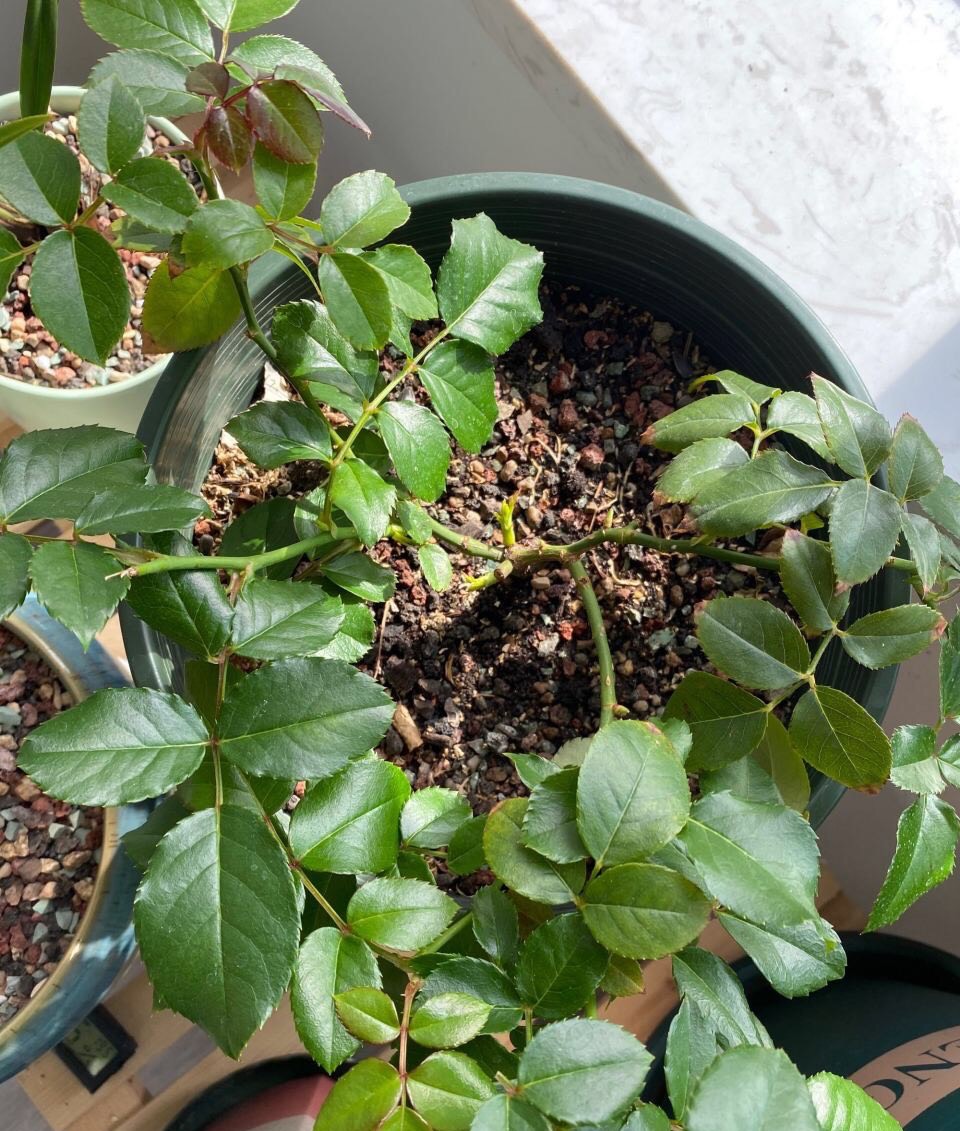 盆花怎样施肥效果好呢,花卉施肥过多怎么补救呢