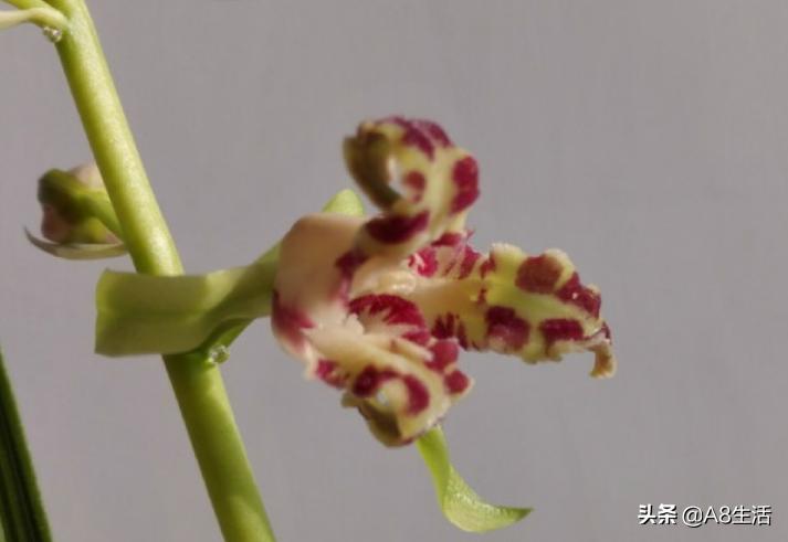 蕙兰兰花品种排名,蕙兰花精品品种