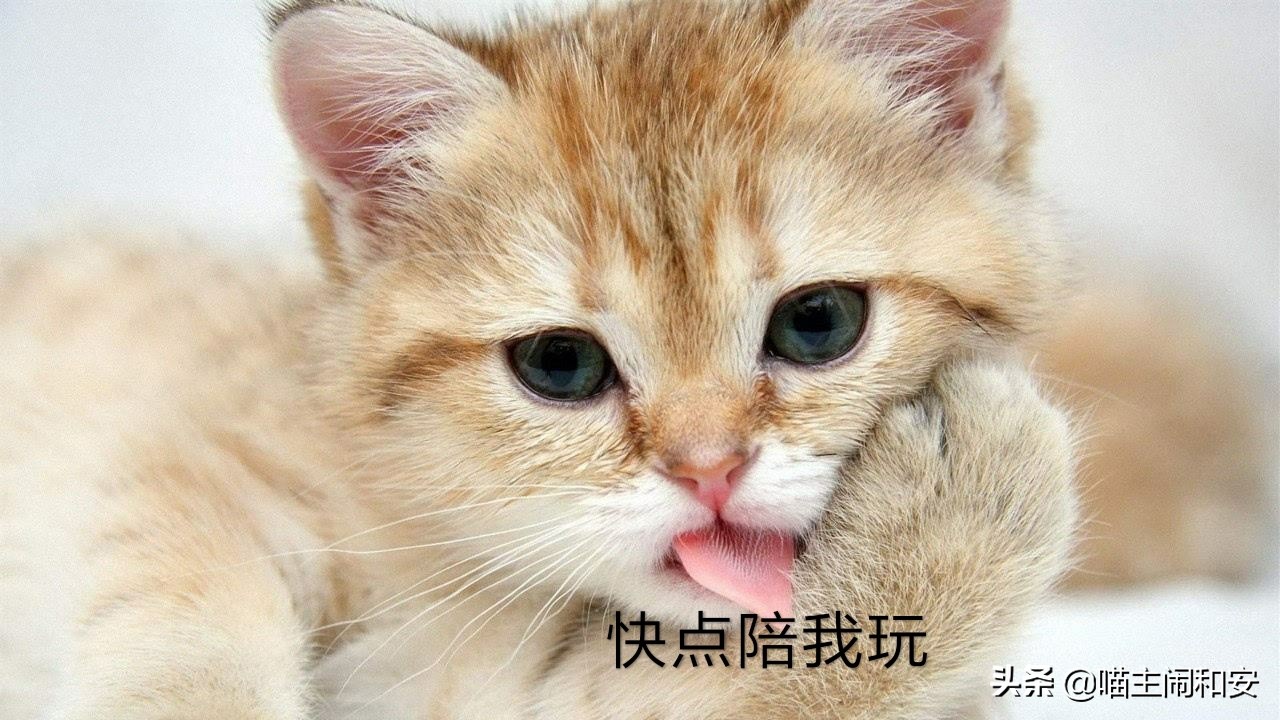 猫咪爪子为什么那么贱,盘点猫咪的爪子有多贱