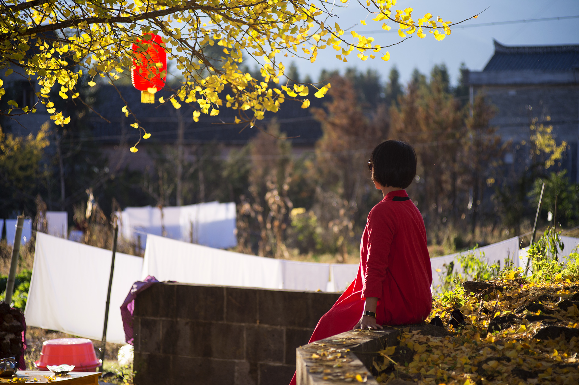 2023腾冲看银杏最佳时间,腾冲看银杏树旅游攻略