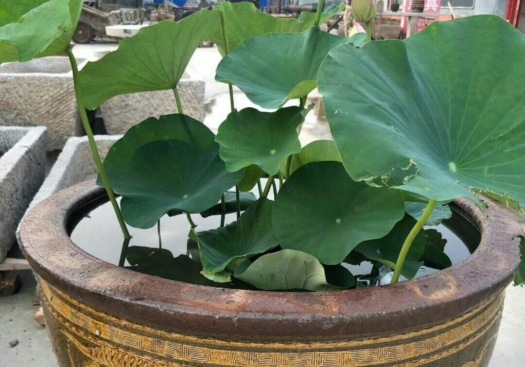 家有小院别忘了养一缸荷花,观赏型的在庭院的荷花怎么养