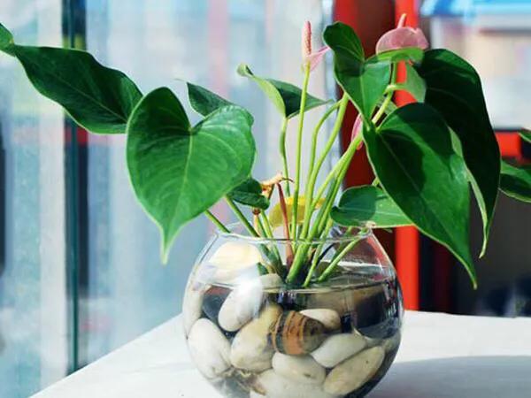 土培红掌叶子发黄快速补救方法,红掌水培叶子发黄烂怎么补救