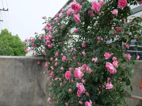 藤本月季秋季怎么修剪才会花墙,最丰花多季开花的藤本月季