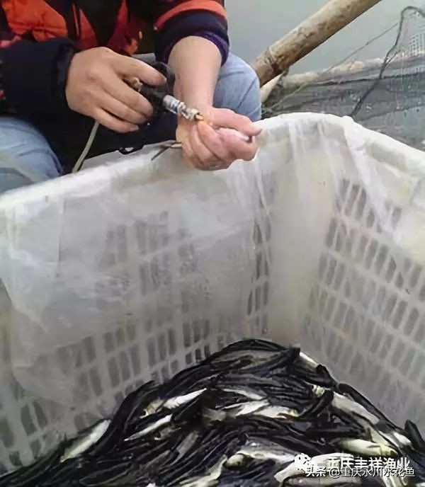 草鱼人工注射疫苗操作的十二要点