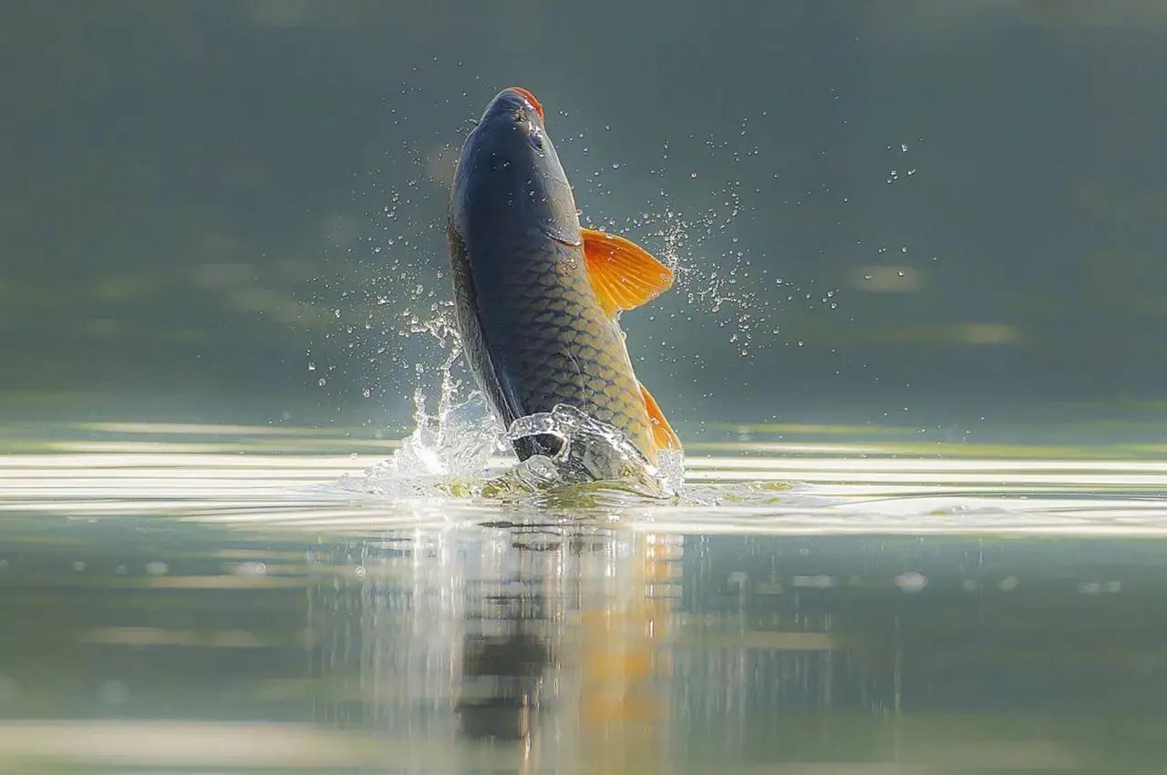 宣恩金龙谷田园综合体项目,九龙峪田园综合体