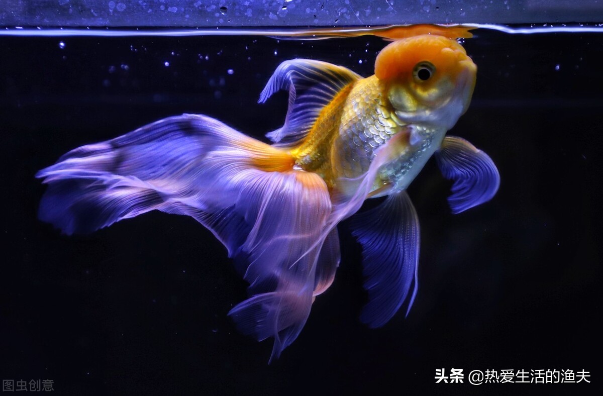 养鱼老是死鱼怎么办,新鱼缸养鱼怎么一个星期开始死鱼