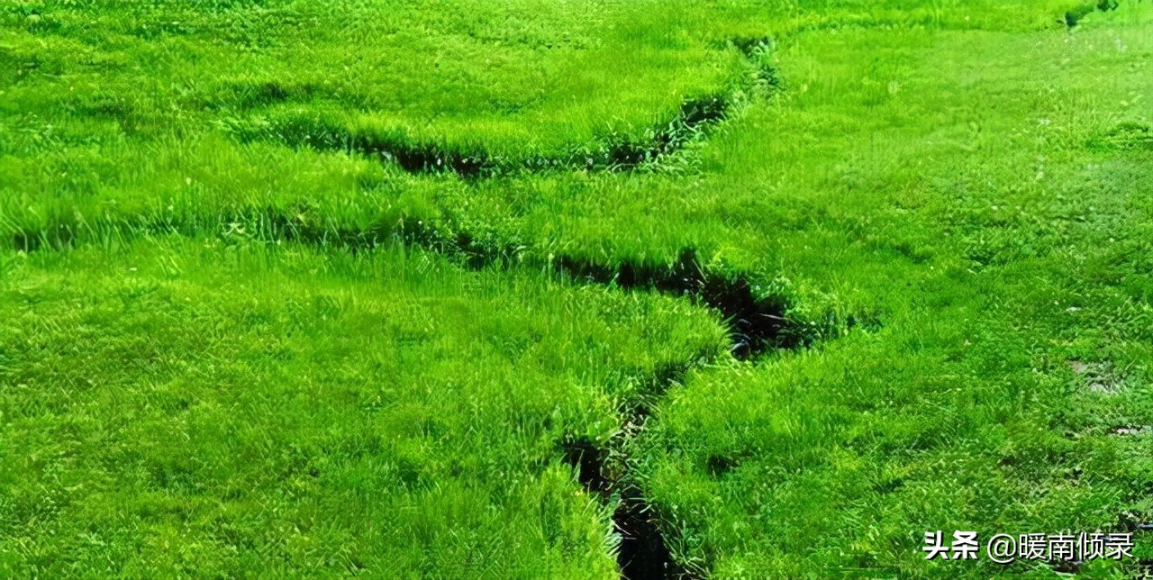 世界上最窄的河流多少公里,世界上最宽的河鱼