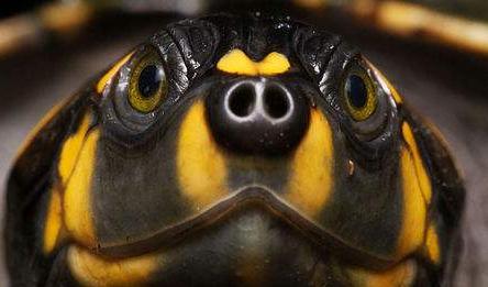 黄头龟在鱼缸里养需要晒背吗,黄头龟在水族箱怎么养