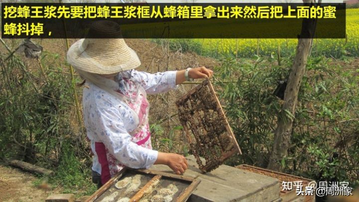 粘稠的蜂王浆是不是真正的蜂王浆,怎么辨别蜂王浆的正确吃法