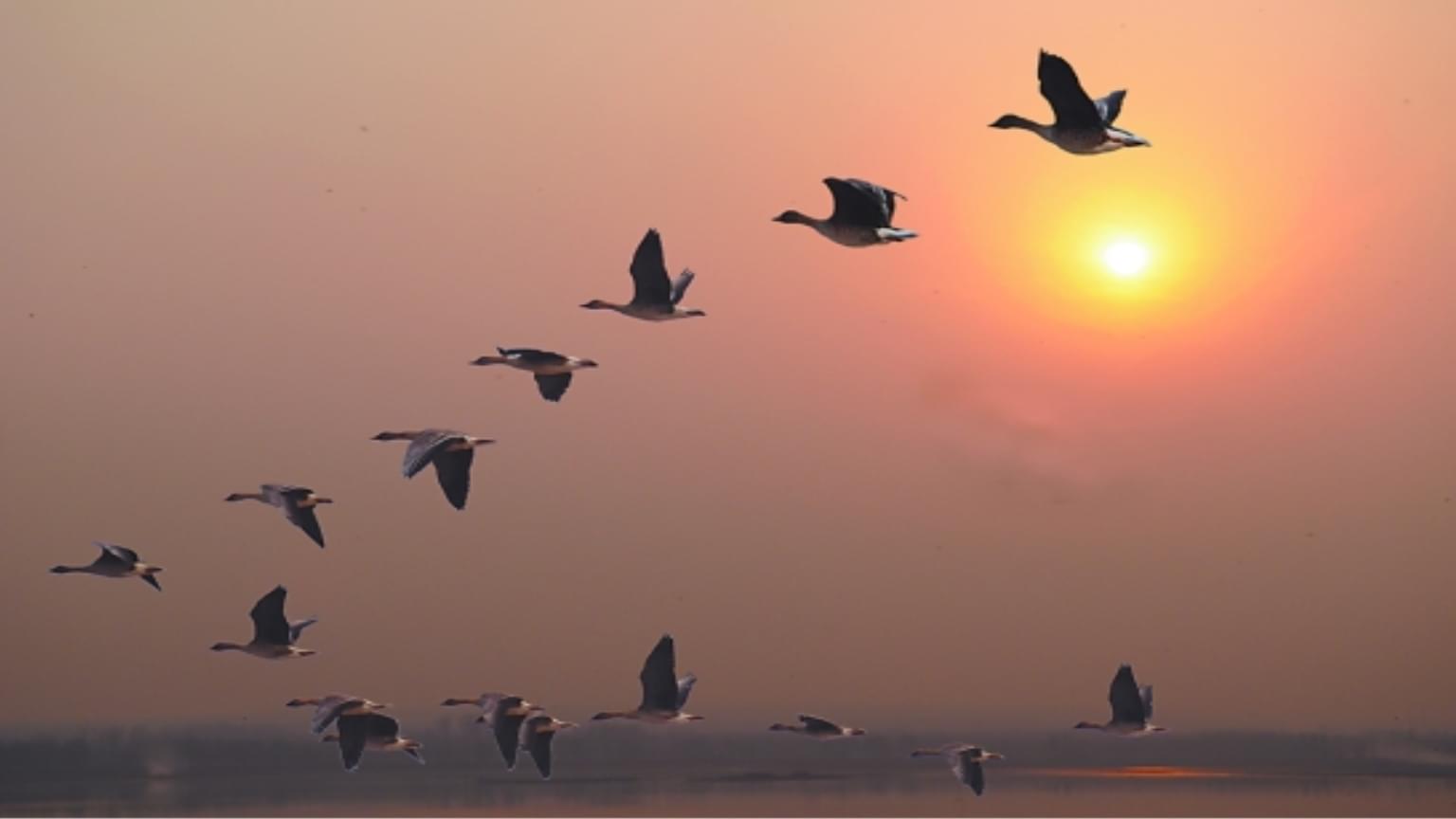 小寒一候雁北乡，大雁为何是百禽之首？它的5个品德值得孩子学习