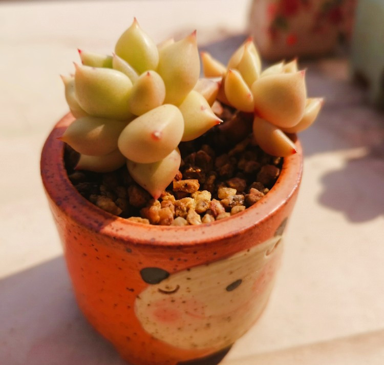 养多肉的感悟熬过冬季,象牙多肉养护方法