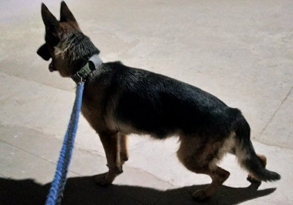 德牧看门到什么程度,德牧看门不叫