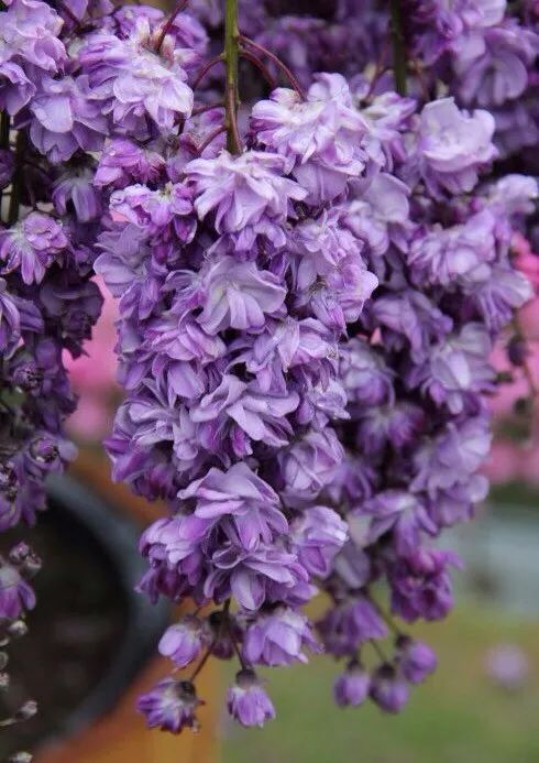 紫藤中最有名的品种叫什么名字,非常好种不需要太阳的紫藤品种