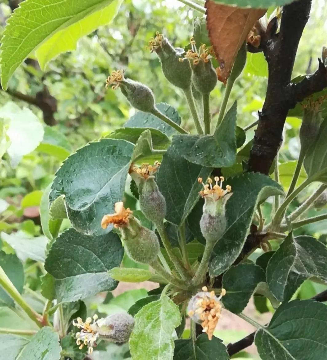 优花单果宝管用吗,优花单果宝疏果原理