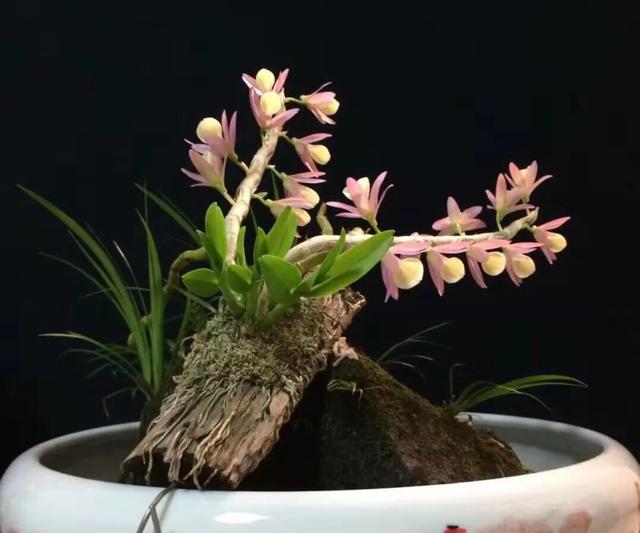 香水石斛兰烂根全部腐烂怎么办,石斛兰烂根怎么让它长新根呢