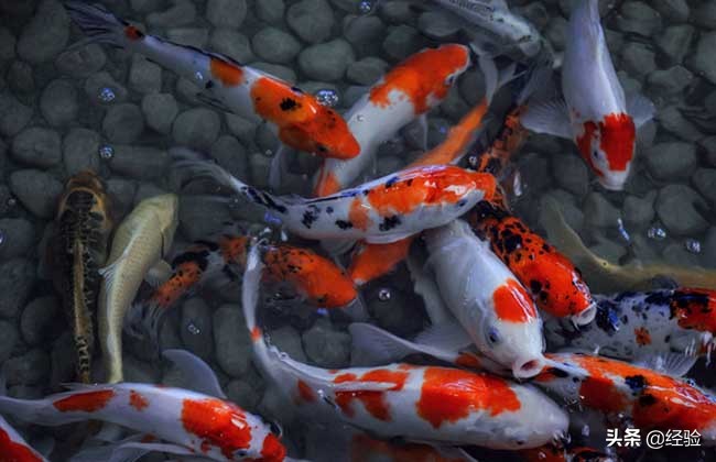 锦鲤养殖技术加盟,锦鲤养殖技术