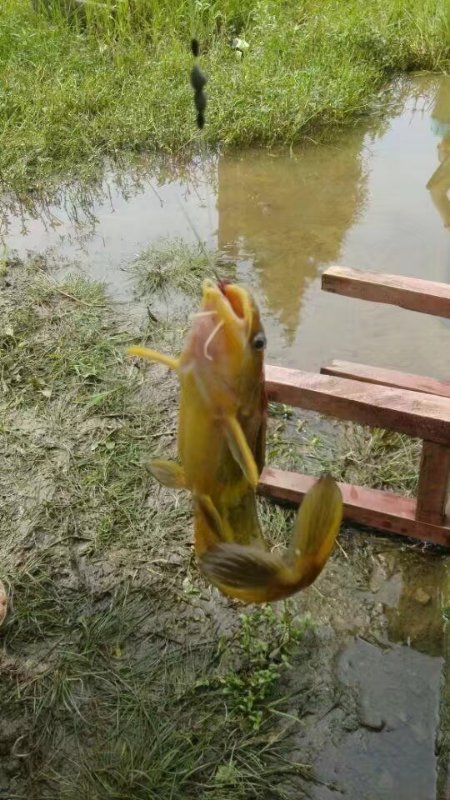 涨水钓鱼钓深还是钓浅,下雨涨水后钓鱼钓深还是浅