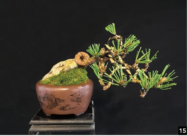 黑松苗临水式造型 (临水黑松苗)