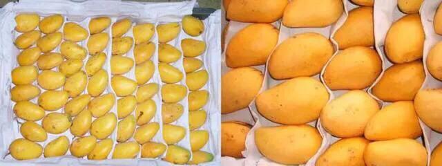 芒果树最甜的品种,芒果树哪种品种好吃