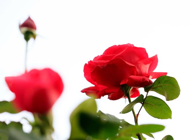 同学嘲笑家穷该怎么回复,同学说我家很穷怎么办