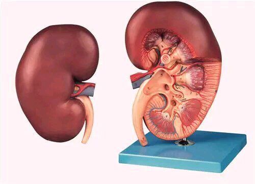 痛风性肾结石可以用激光碎石技术吗?