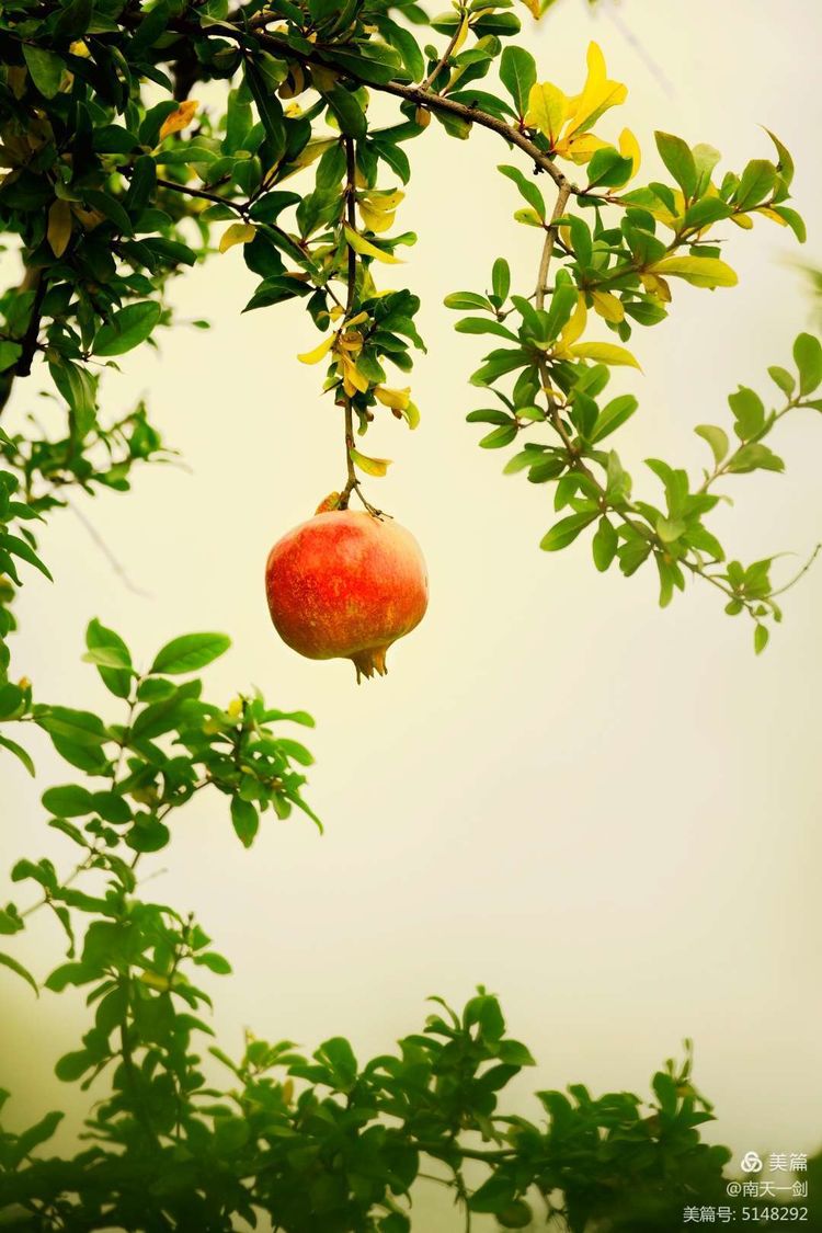 石榴一般几月份熟,石榴怎么判断熟了