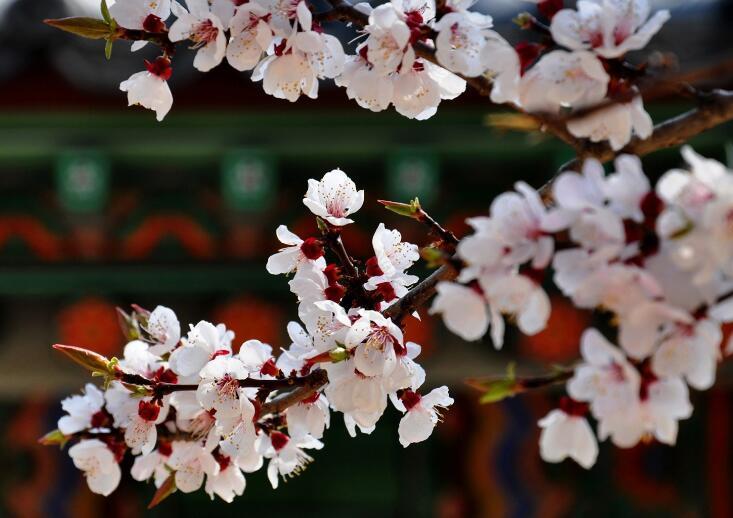 盘点世界各国国花你最喜欢哪种,世界各国国花大全及寓意图片