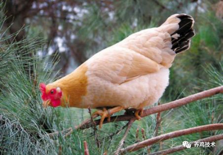 排黄色的粘稠物是什么原因,咳嗽黑便是什么原因