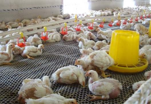 鸡感冒用药方法,鸡感冒咳嗽怎么治