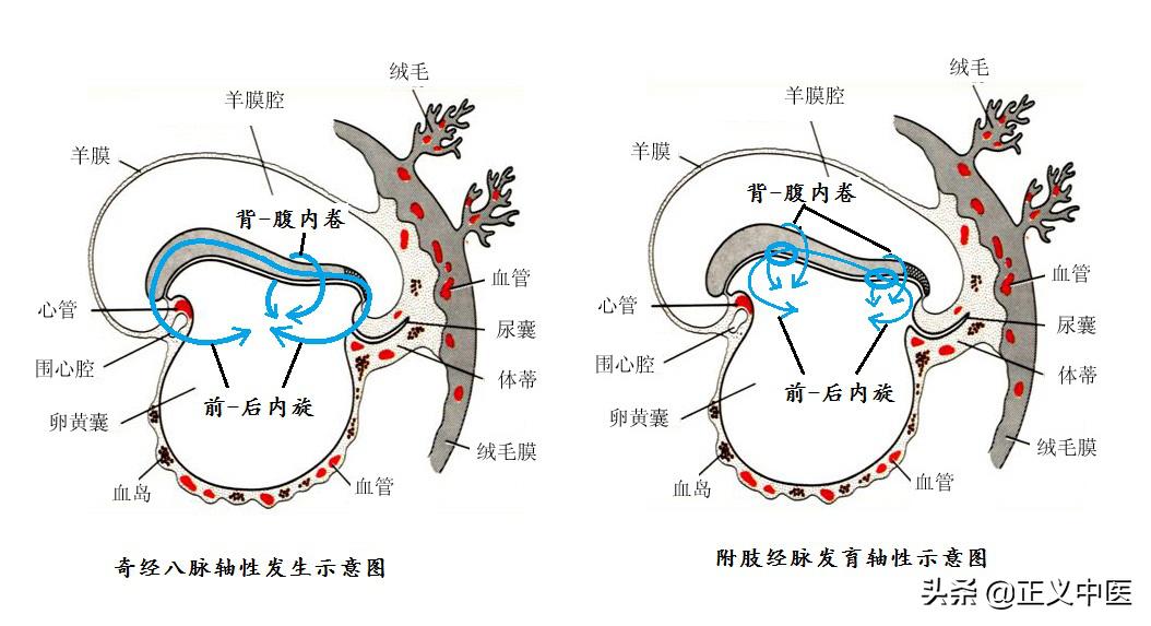 经筋和经络的区别图解,经筋和皮部